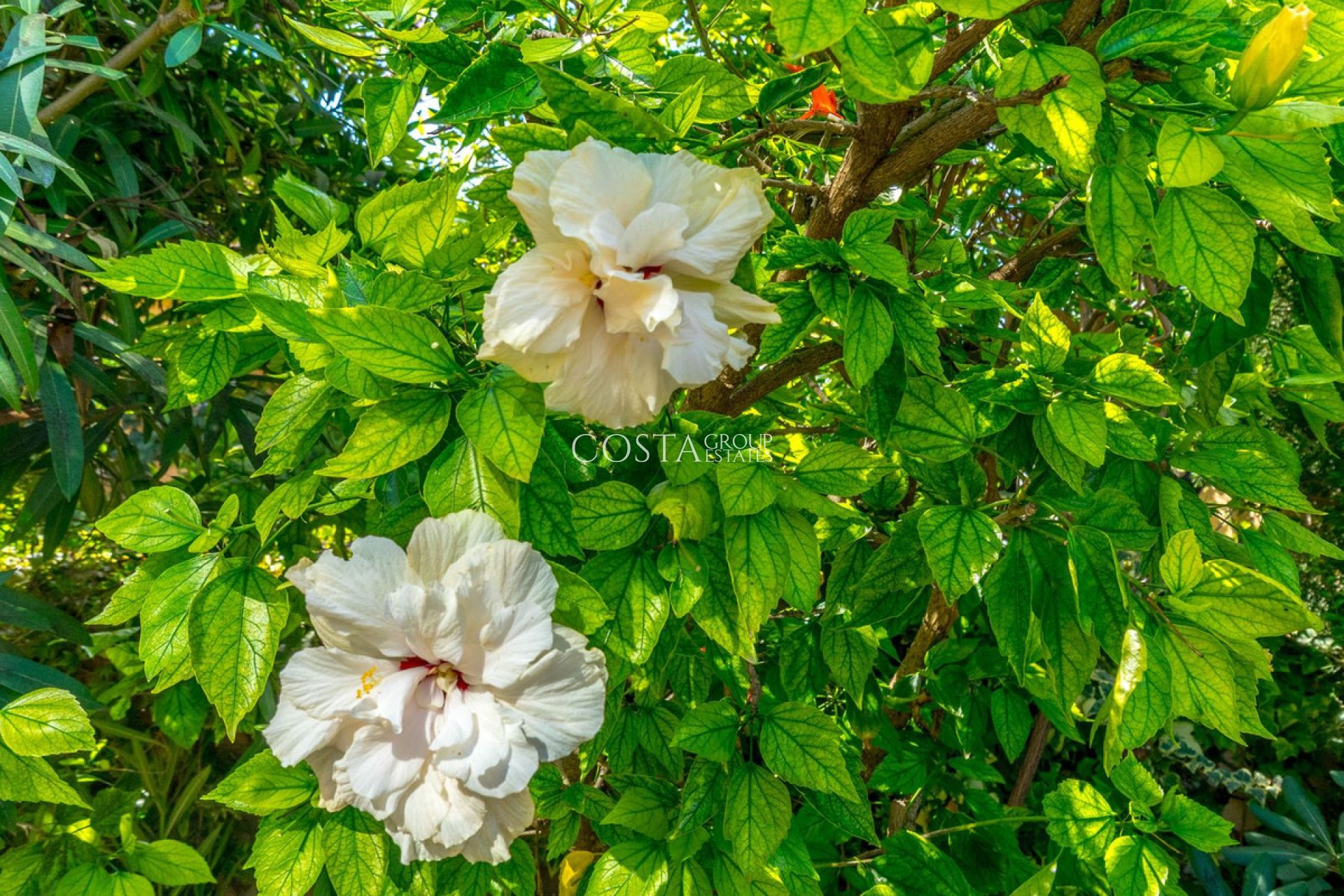 Herverkoop - Apartments -
Torrevieja - Torrevieja Centro