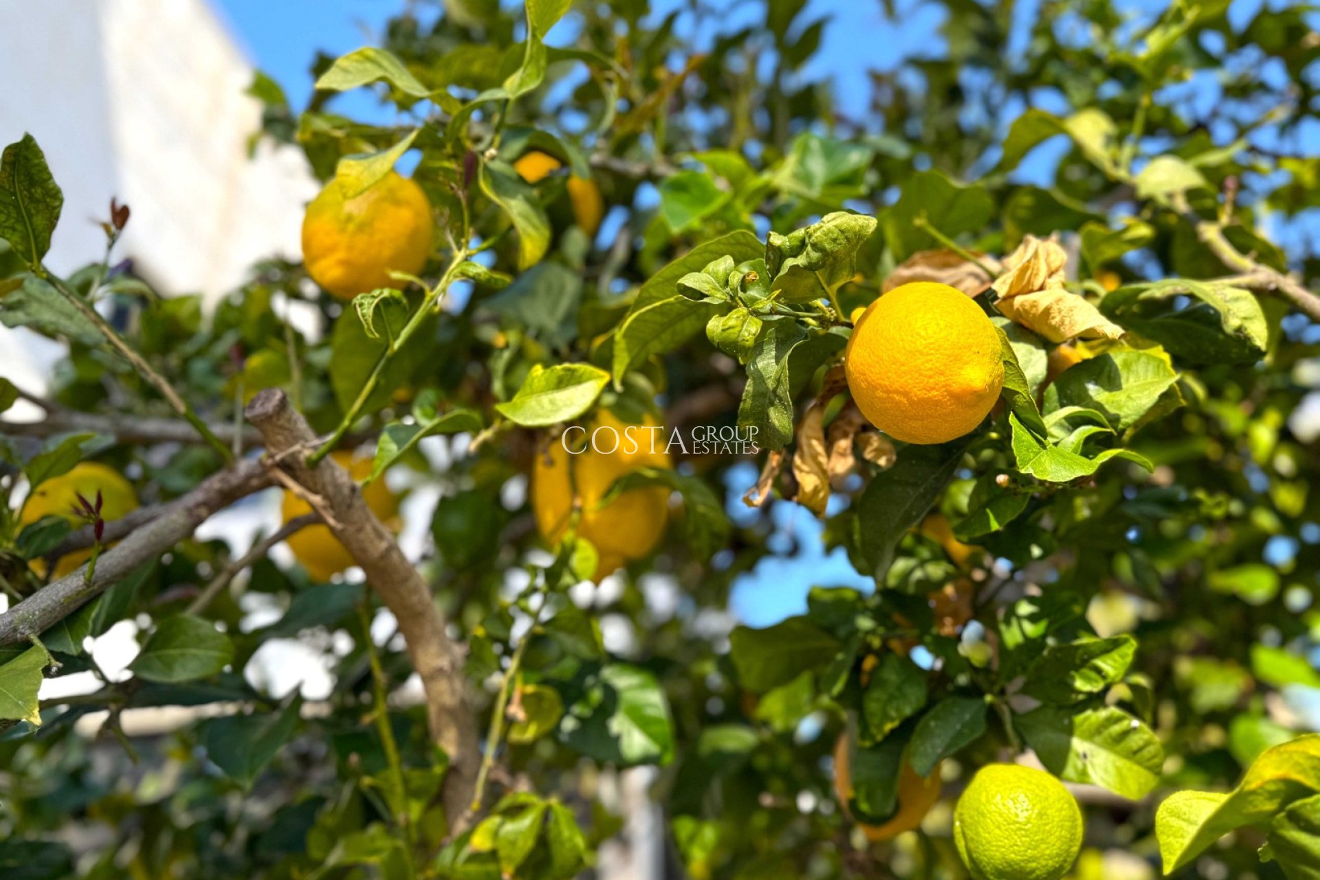 Herverkoop - Villa -
Orihuela Costa - Villamartín