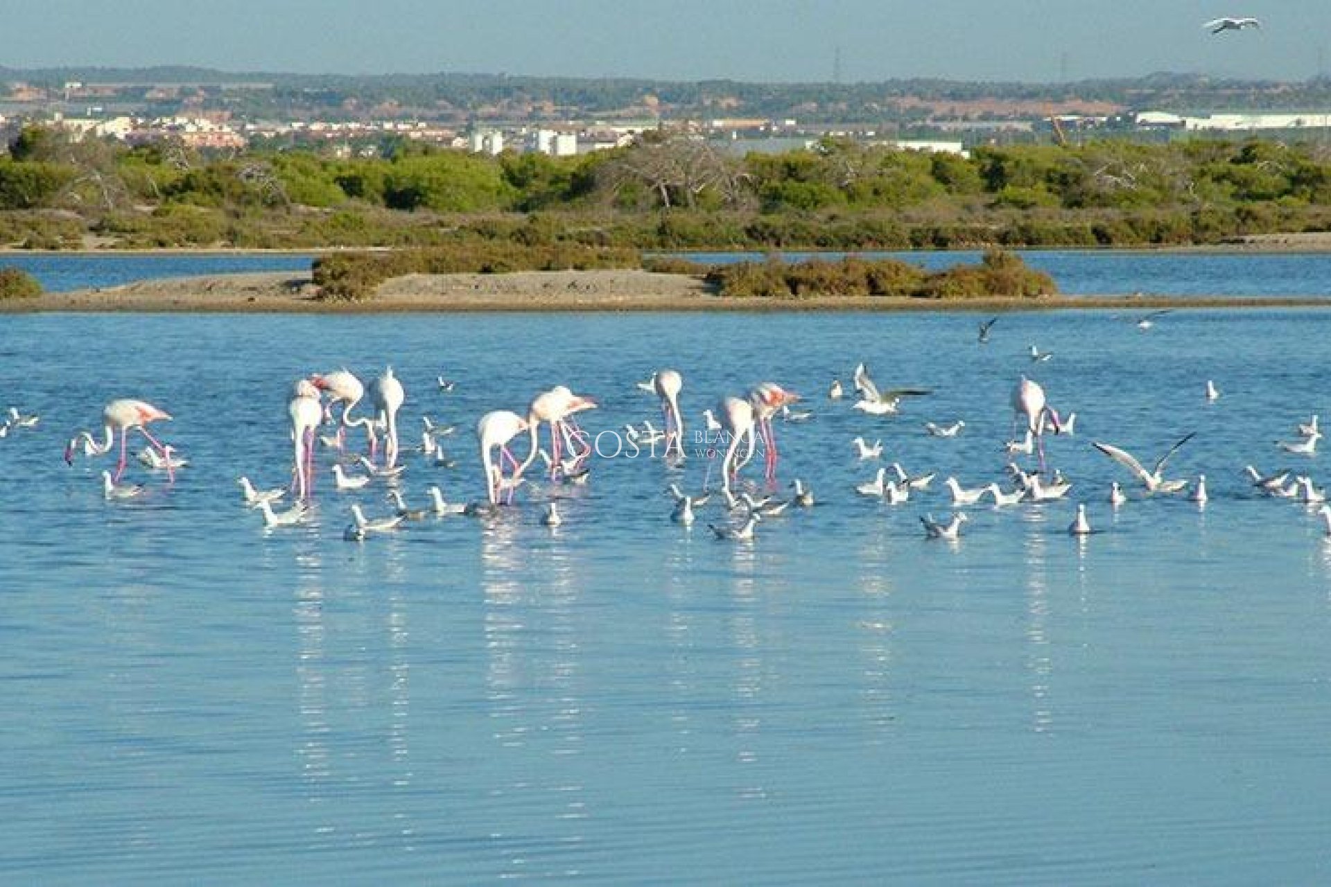 Nowy budynek - Willa -
San Pedro del Pinatar - Pueblo