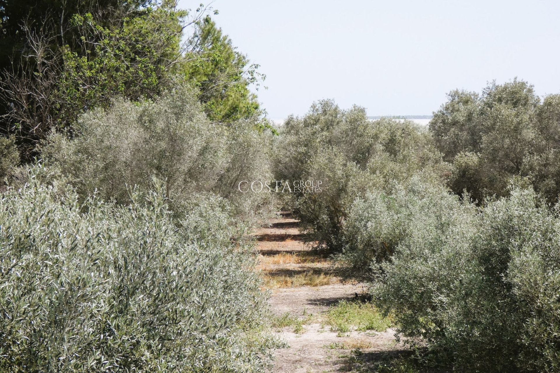Odsprzedaż - Willa -
Dolores - Dolores Centro