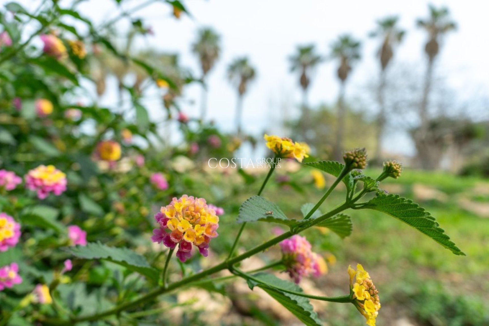 Resale - Villa -
Orihuela - Los Altos