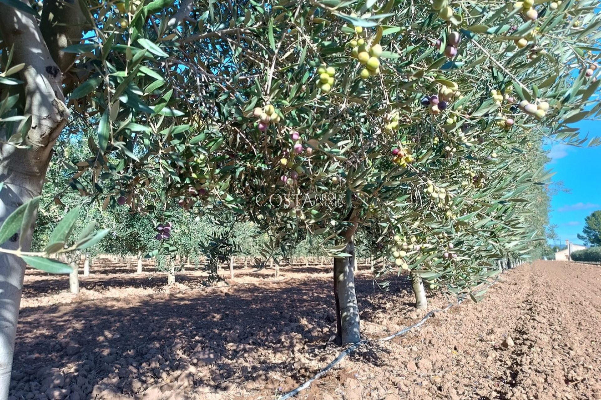 Resale - Villa -
Yecla - Yecla Centro