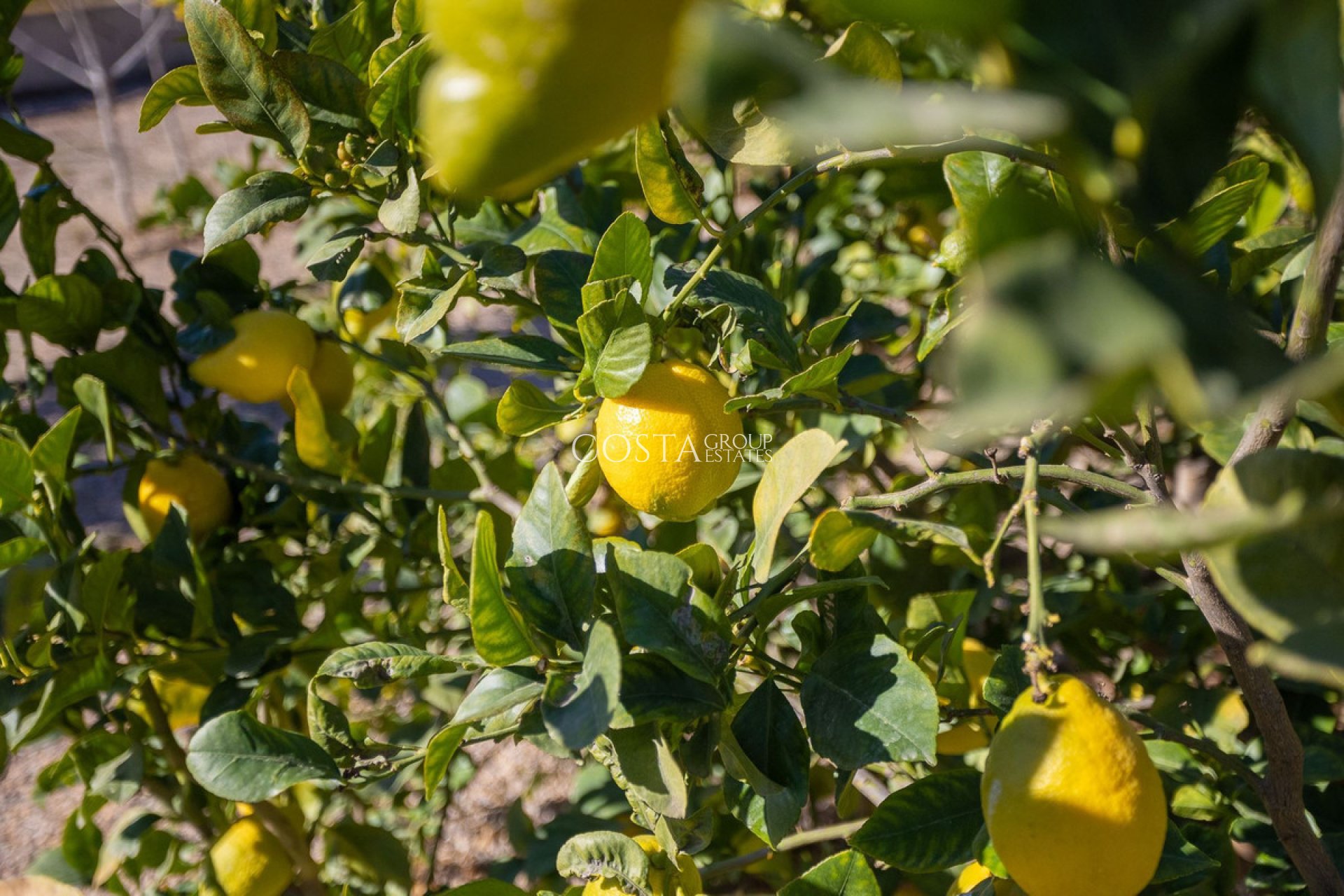 Revente - Villa -
Murcia - Corvera