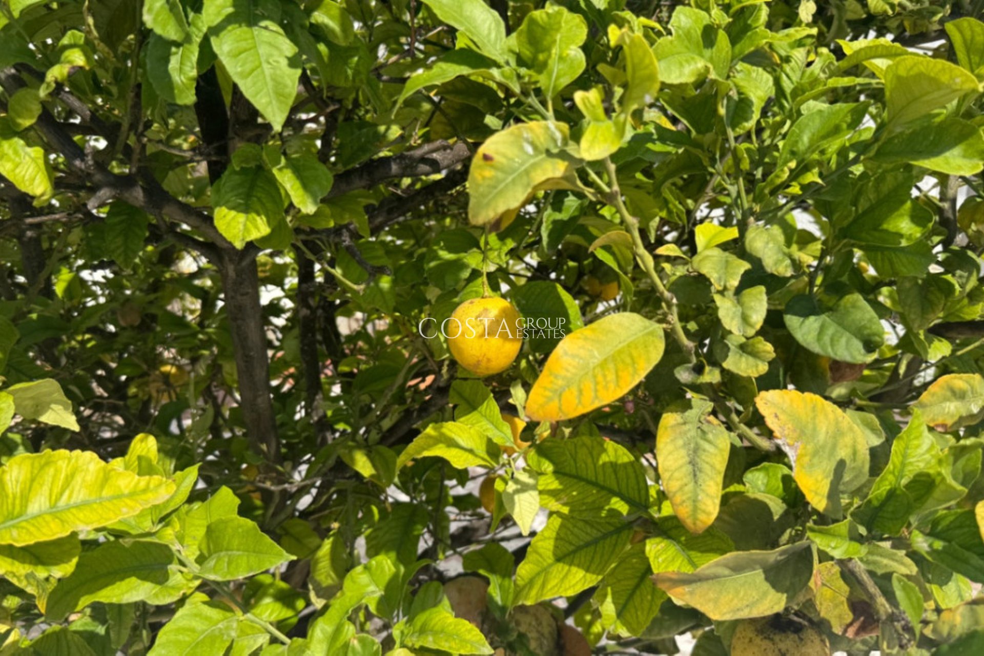 Revente - Villa -
Torrevieja - Torrevieja Centro