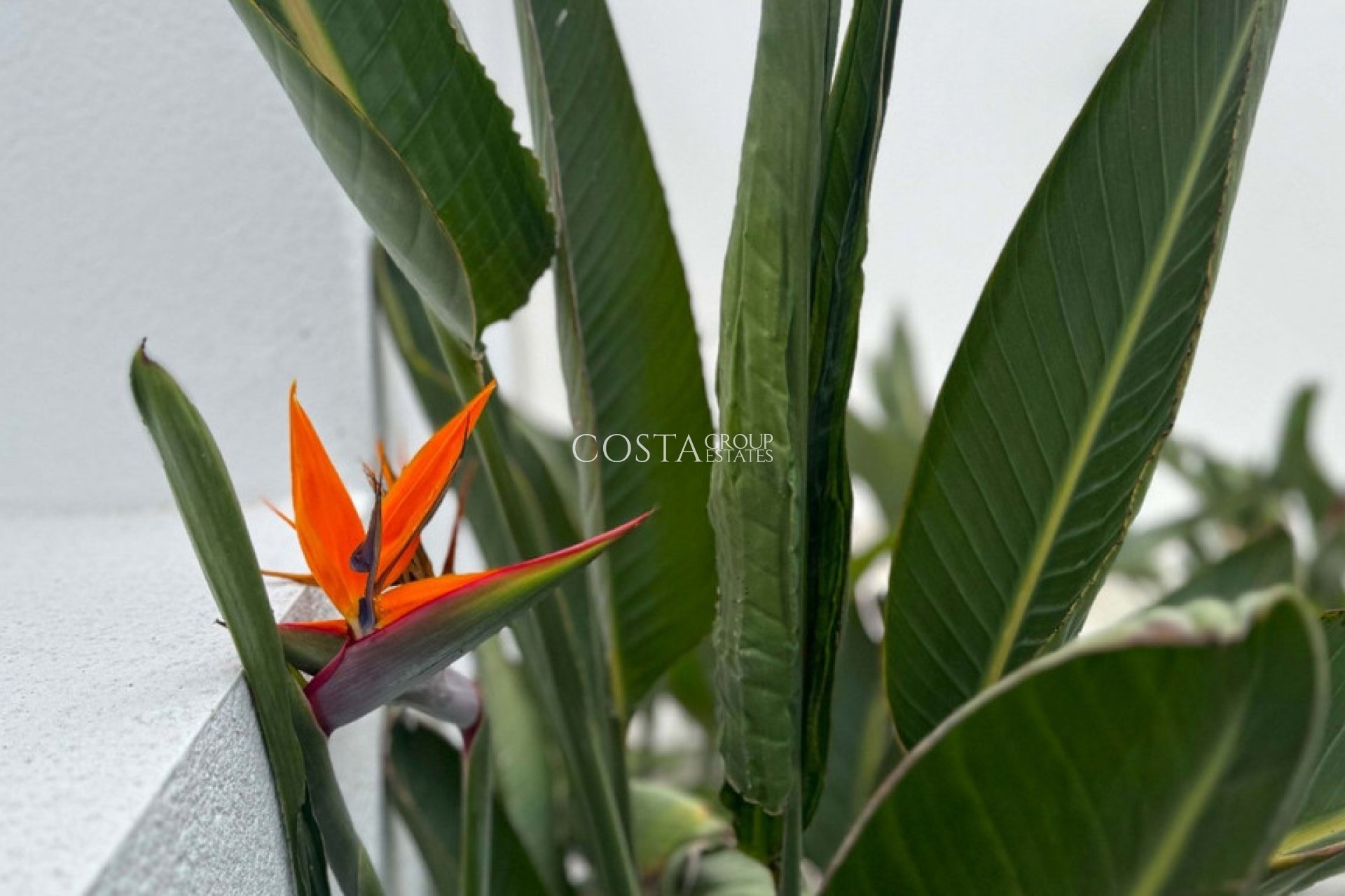 Revente - Villa -
Torrevieja - Torrevieja Centro