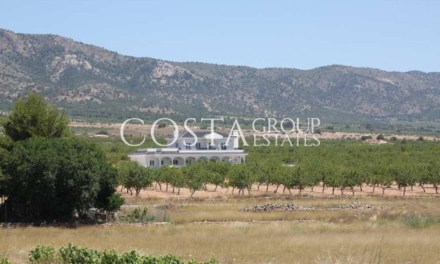 Neue Gebäude - Villa -
Pinoso